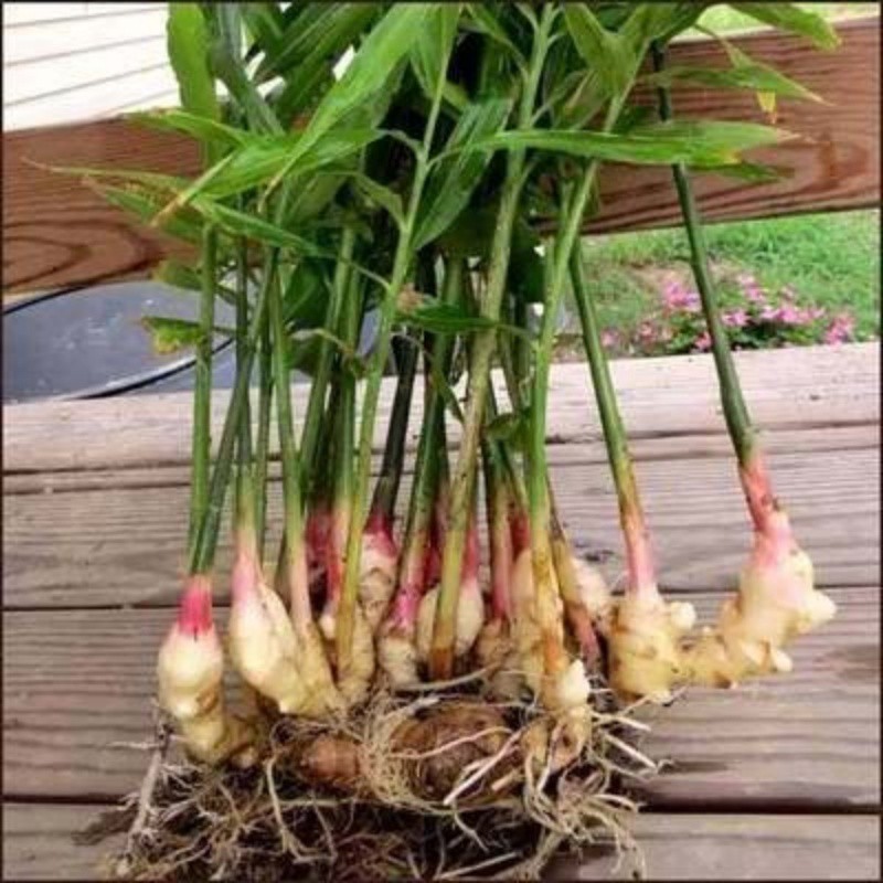 t01a5c5e542e17acff6 t01a5c5e542e17acff6